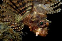 lion"king",lembeh,nikon d70 by Marco Wannenmacher 
